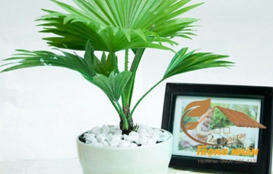 Cây cọ – Đặc điểm và ý nghĩa trong phong thủy