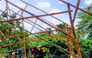 Cây đước là cây gì và ứng dụng trong xây dựng nhà lá