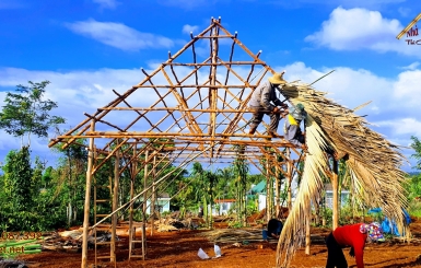 Cây đước Cà Mau và thế mạnh trong thi công nhà lá