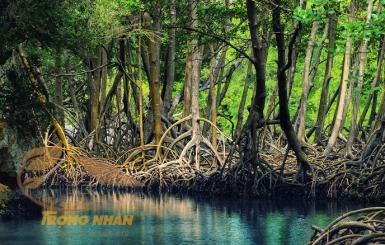 Ứng dụng của cây đước trong xây dựng nhà lá