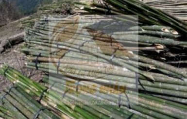 Cây lồ ô là gì? Công dụng của cây lồ ô