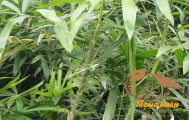 Cây mây là cây gì? Thông tin chi tiết về đặc điểm của cây mây