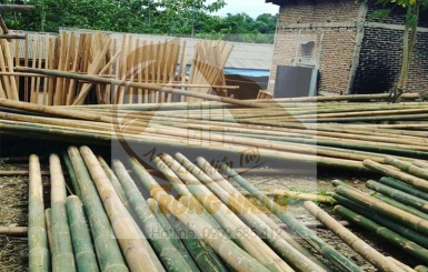 Địa chỉ bán cây nứa chất lượng uy tín, chất lượng