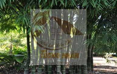 Cây Tầm Vông - Giá Trị Kinh Tế Cao