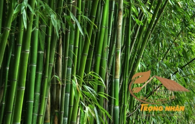 Đặc điểm và công dụng của tre trúc | Nhà Lá Miền Tây