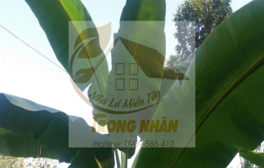 Lá Chuối Tươi Với Các Công Dụng Thần Kỳ