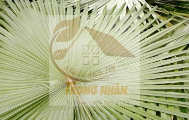 Địa chỉ đặt mua lá cọ khô số lượng lớn giá rẻ