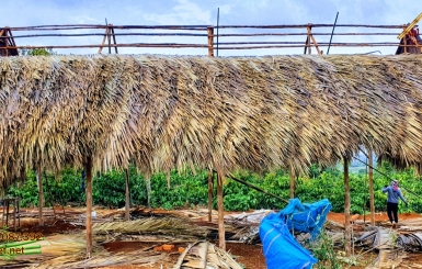 Lá dừa để được bao lâu? Tuổi thọ thực tế trong thi công nhà mái lá