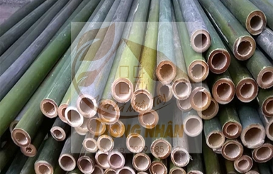 Cây tre – Thông tin chi tiết về công dụng, giá trị và ý nghĩa cây tre