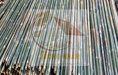 Tầm Vông Với Tiểu Sử Và Nơi Cung Cấp Cây Tầm Vông Giá Rẻ