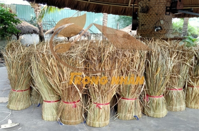 Cỏ tranh là cây gì? Đặc điểm nổi bật của cỏ tranh