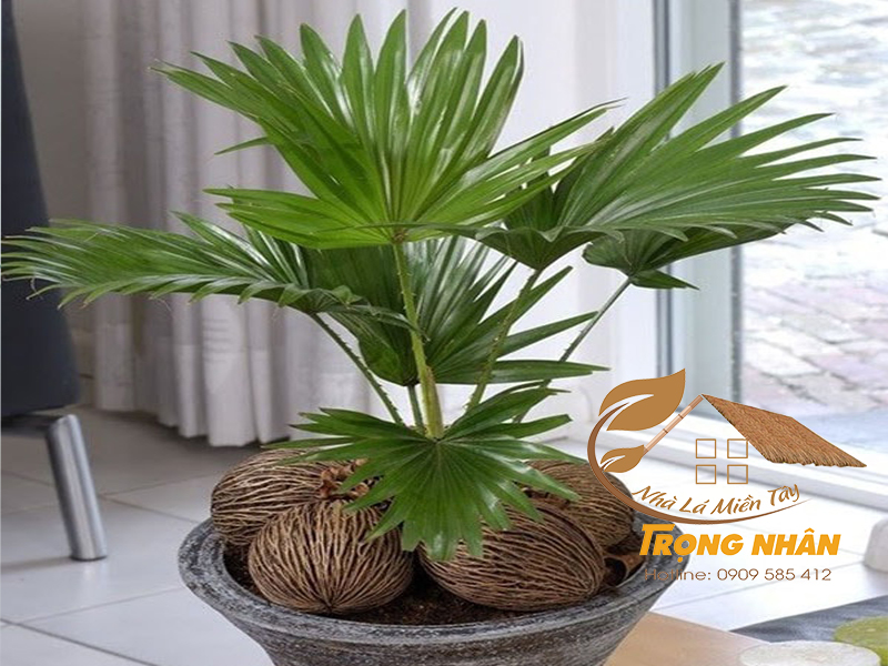 Cây cọ là cây gì