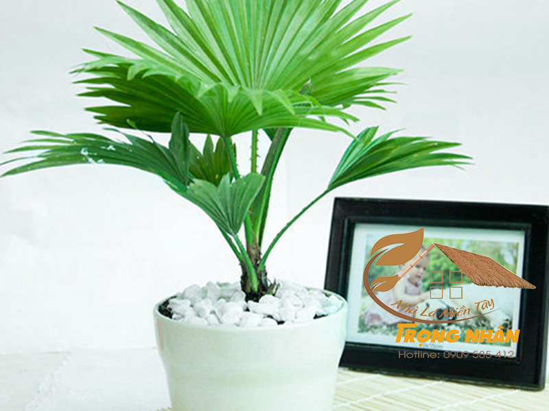 Cây cọ dầu