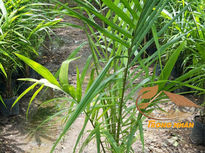 Phong thủy của cây cọ cảnh