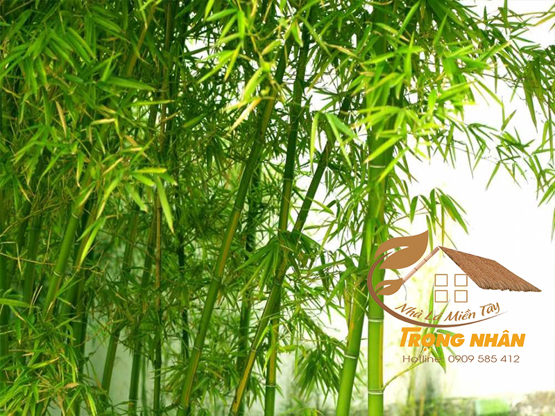 Nguồn gốc cây tre