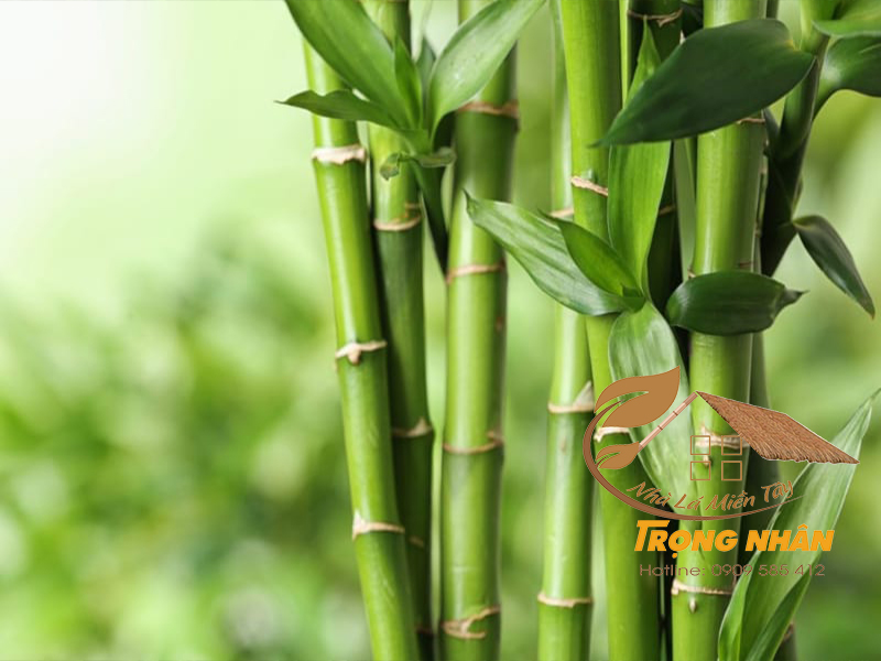 Đặc điểm hình thái của cây tre