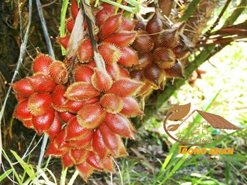 Cây mây Thái: