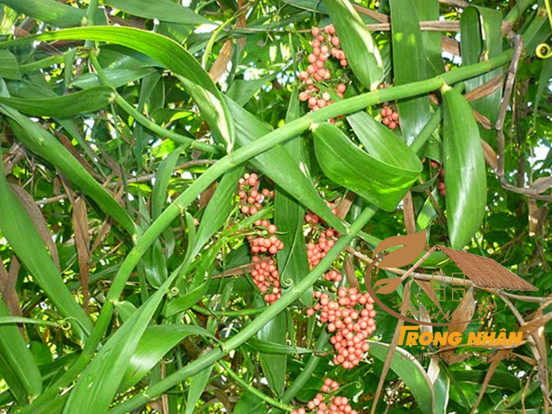 Quả mây