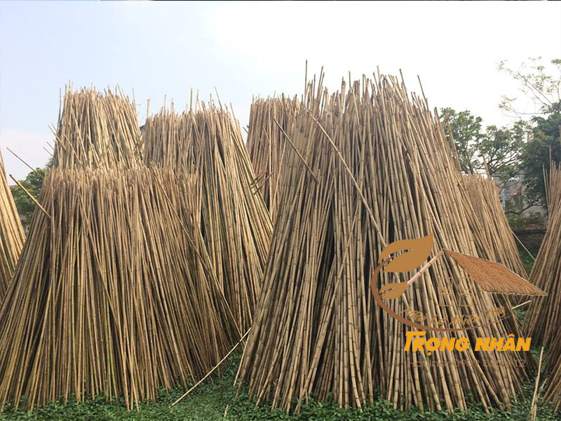 Tre nứa là gì? 