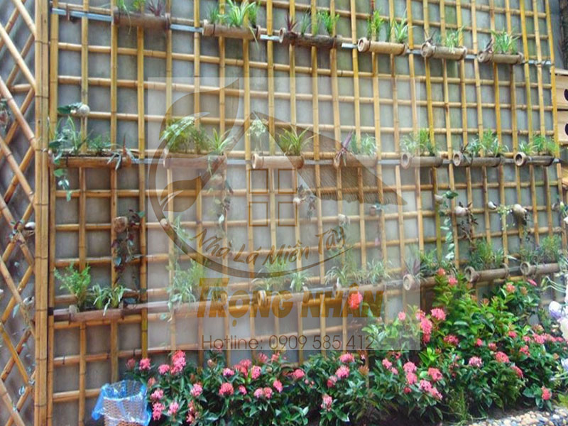 Đặc điểm của cây tre 