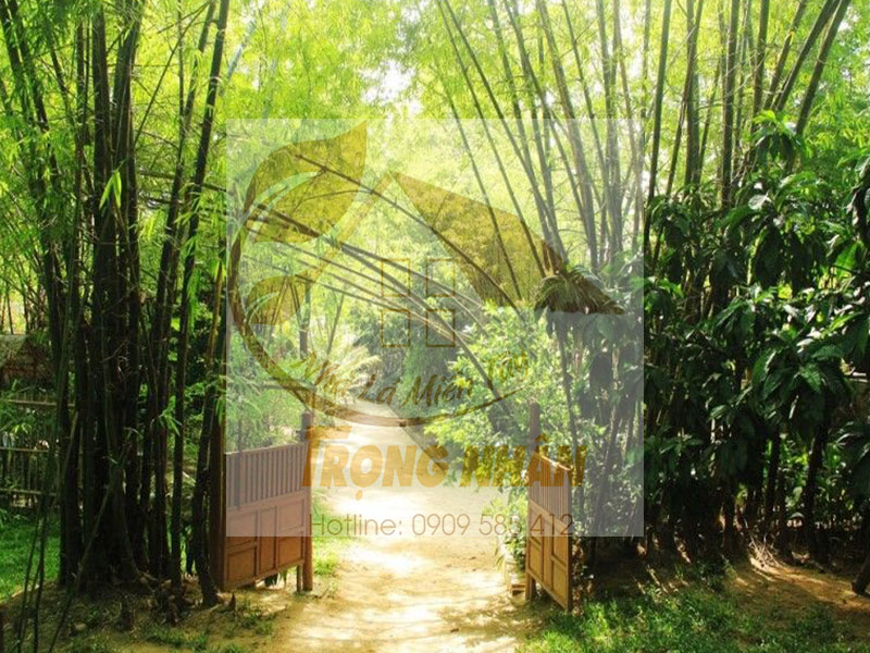 Cây tre thường được trồng ở đâu?