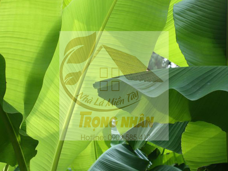 Dùng lá chuối tươi khi bị sốt sẽ giảm sốt đáng kể