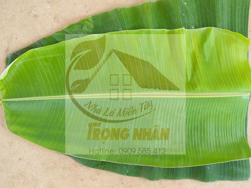 Dùng lá chuối tươi chăm sóc tóc bóng mượt và trị viêm, gàu ở tóc