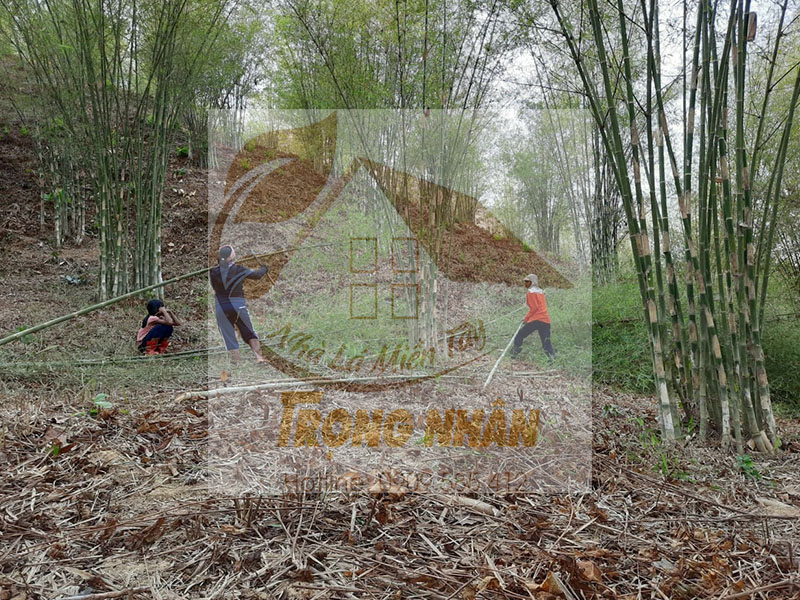 Tầm Vông Với Tiểu Sử Và Nơi Cung Cấp Cây Tầm Vông Giá Rẻ