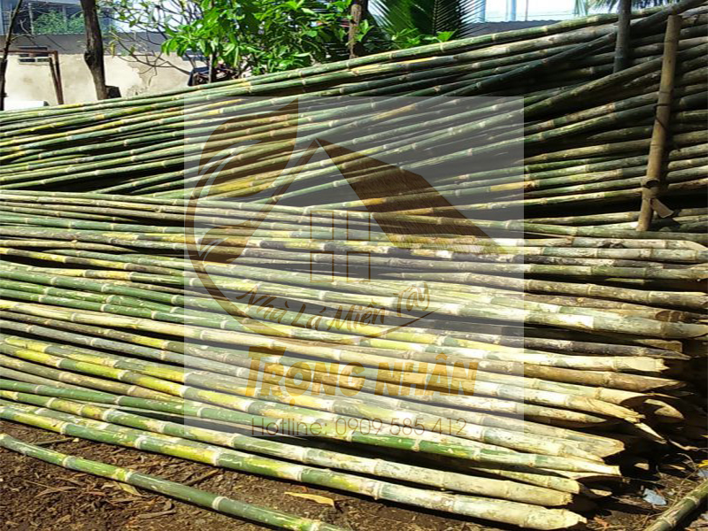 Thân cây không thẳng mà hơi cong