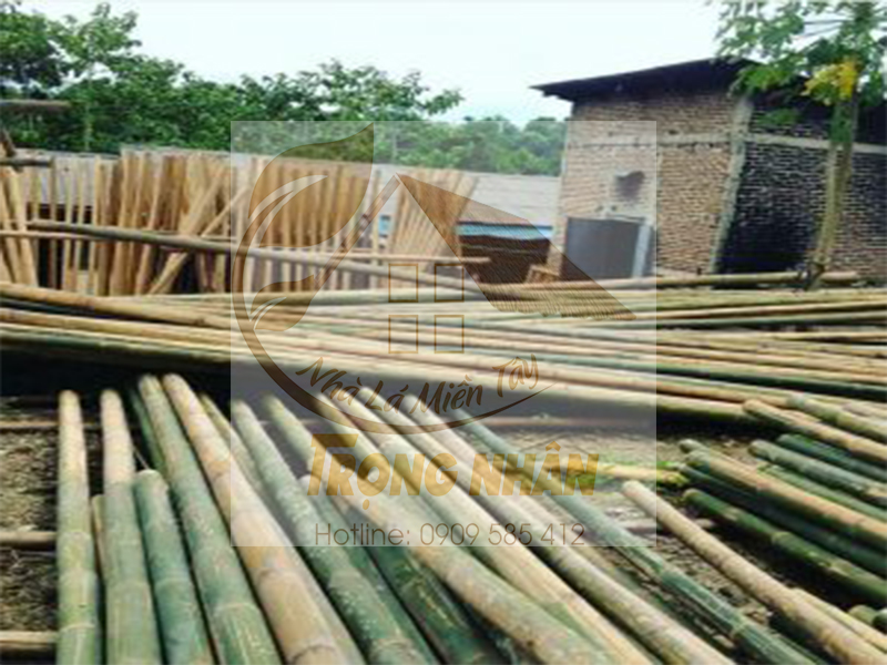 Cây lồ ô là gì? Công dụng của cây lồ ô
