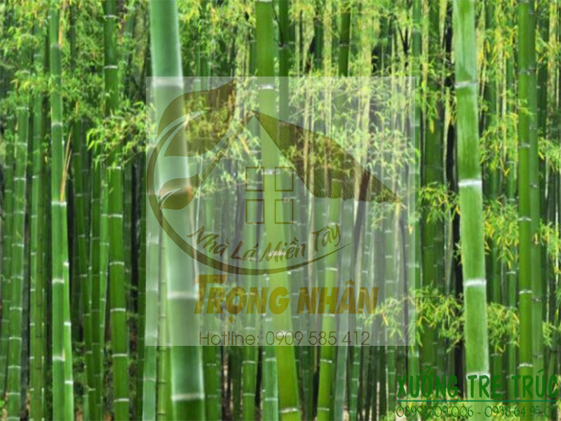 Nhà Lá Trọng Nhân - Địa chỉ bán cây nứa uy tín