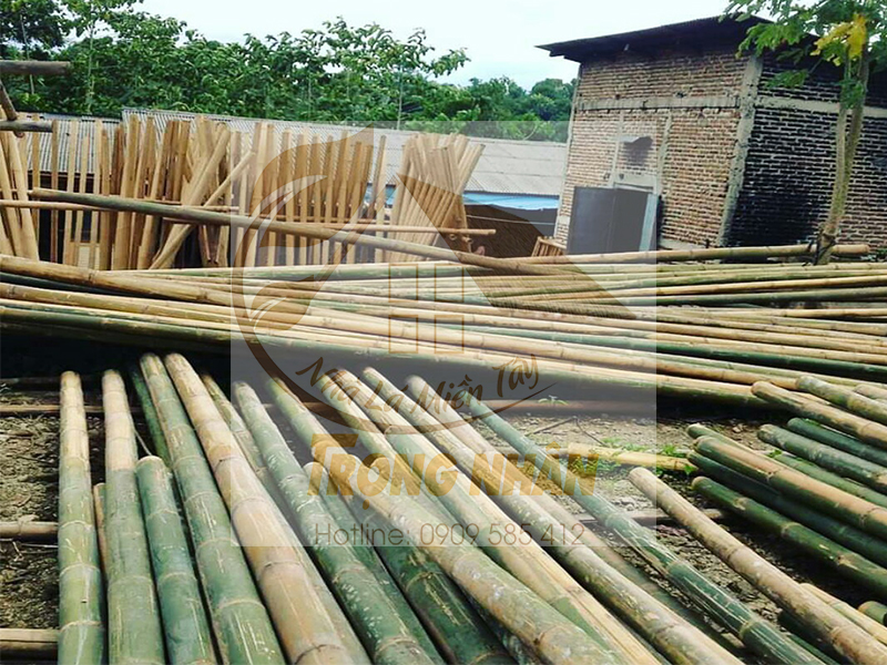 Địa chỉ bán cây nứa chất lượng uy tín, chất lượng