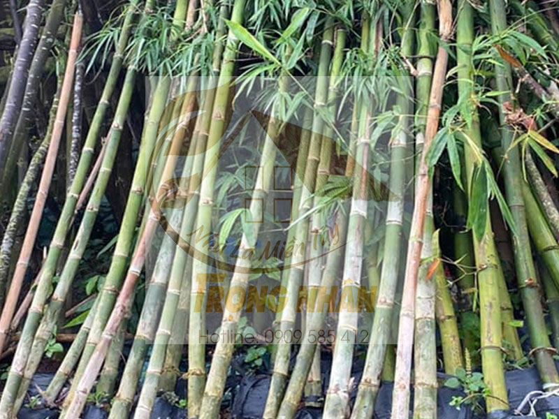 Cây Tầm Vông - Giá Trị Kinh Tế Cao