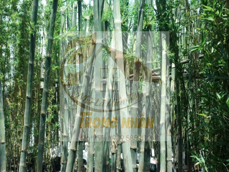 Ứng dụng cây tầm vông 