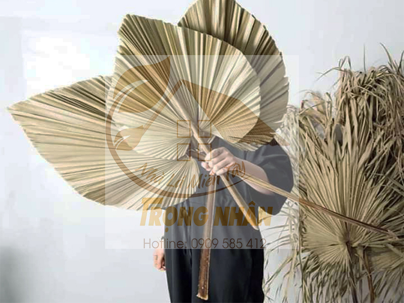 Lá cọ mọc thành từng chùm, tạo thành tán xòe rộng đẹp mắt