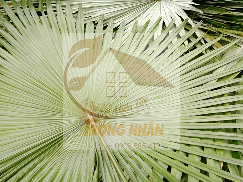 Cây cọ có chiều cao trung bình với những chiếc lá xòe rộng màu xanh