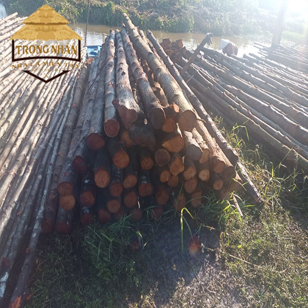 Cây đước