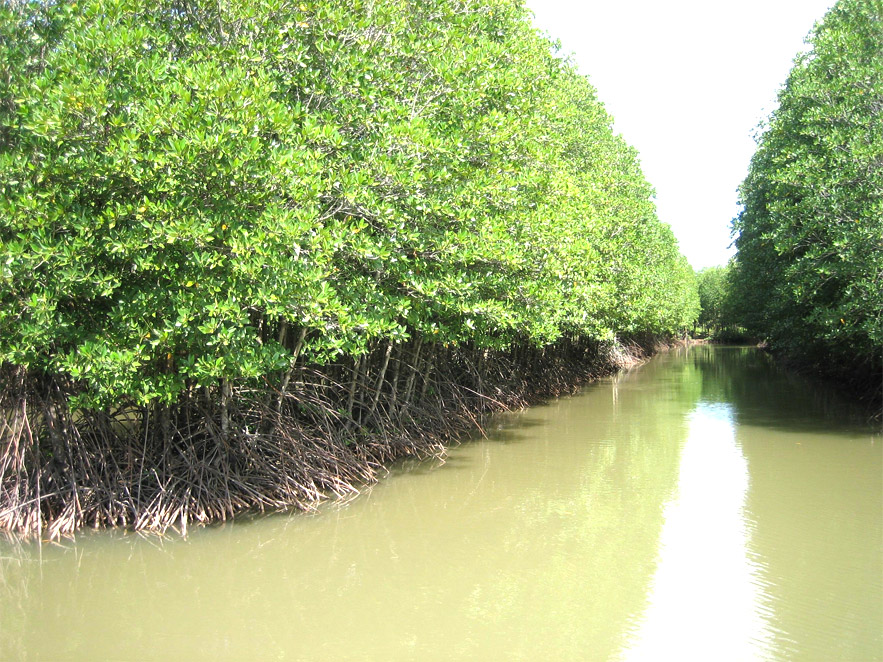 Cây đước sống ở đâu