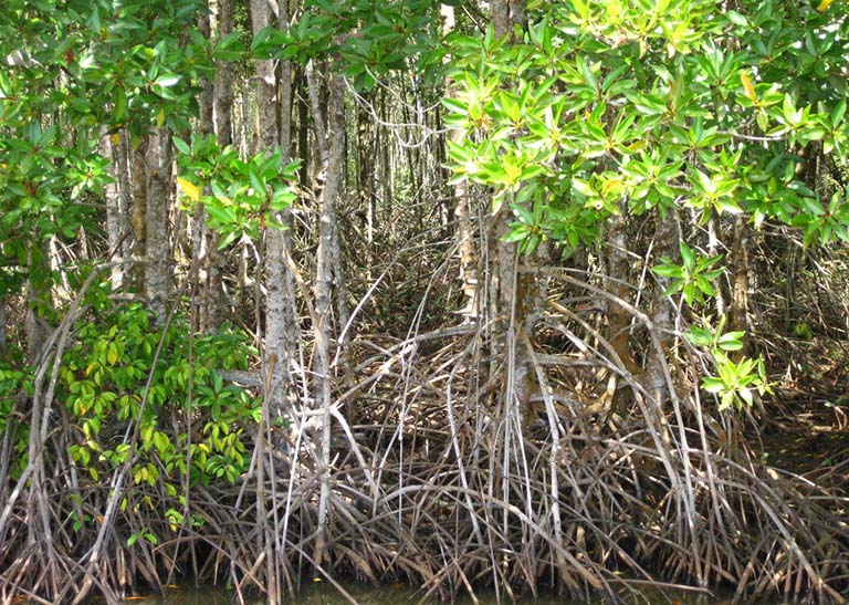 Cây đước sống ở đâu